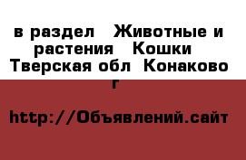  в раздел : Животные и растения » Кошки . Тверская обл.,Конаково г.